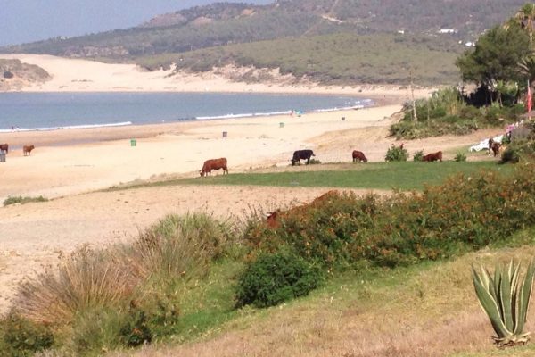 Bolonia Beach